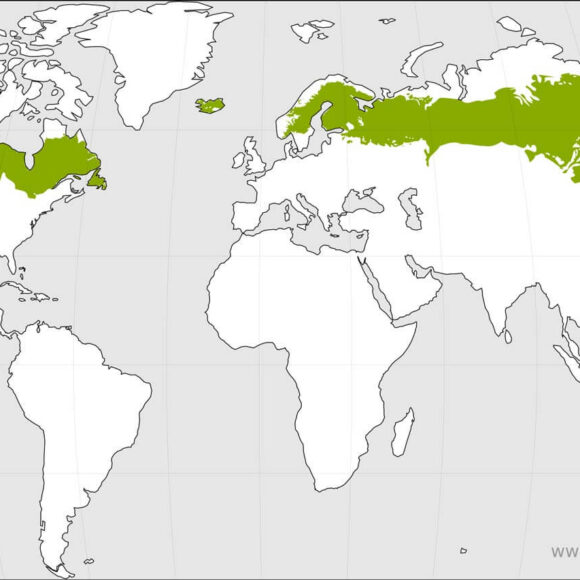 chaga growth and harvesting