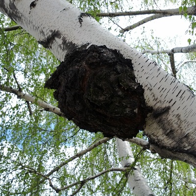 Chaga on birch