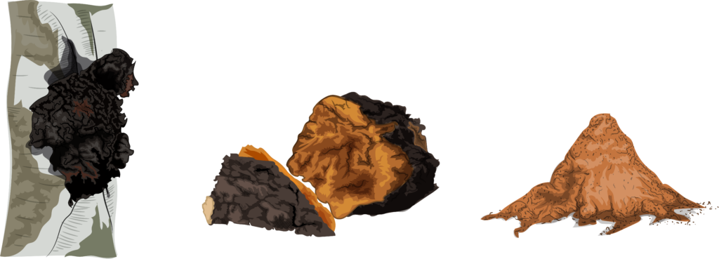What is chaga? The three stages of the mushroom.