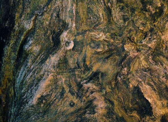 What trees does Chaga grow on? what trees does chaga grow on