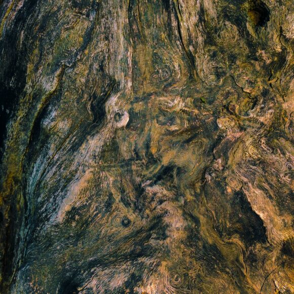 what trees does chaga grow on