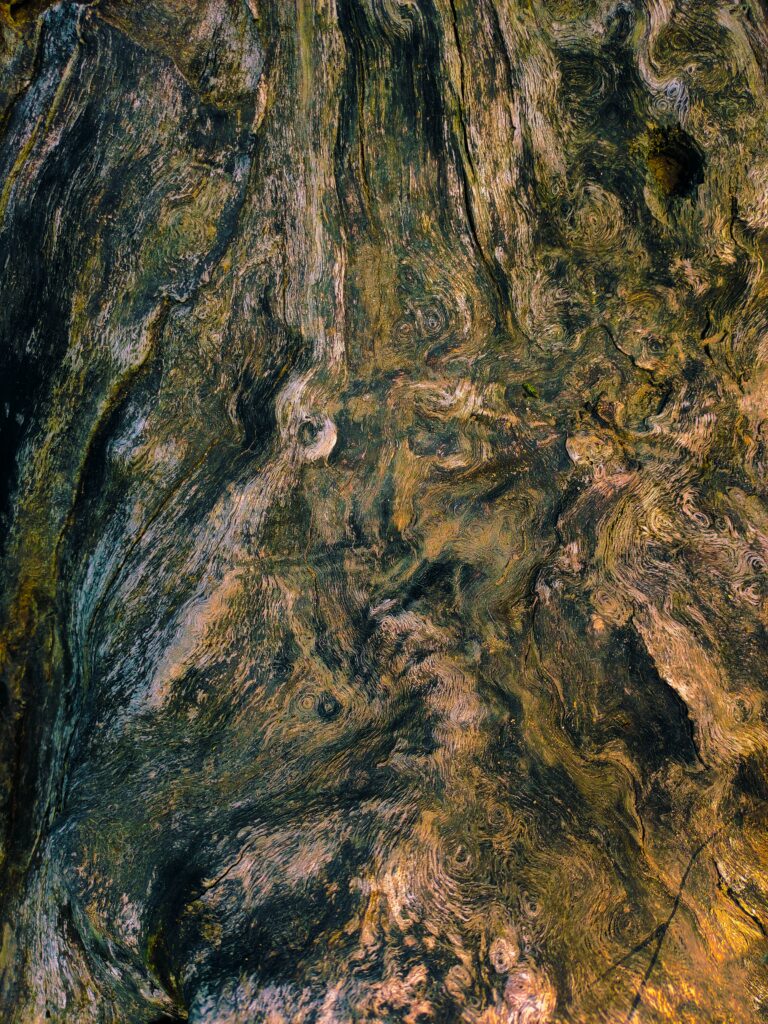 what trees does chaga grow on