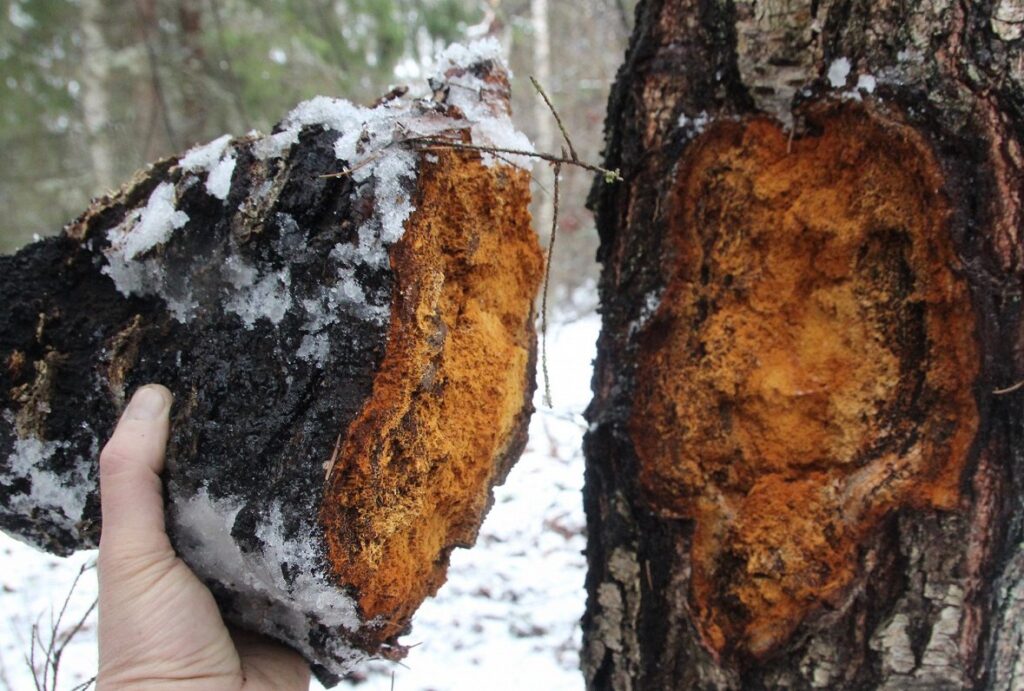 Harvesting Chaga from a dead birch and how to tell the difference ...