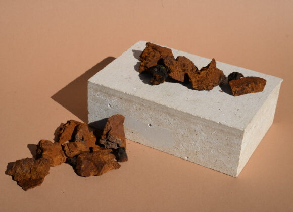 How to dry Chaga and stay clear from mould? dry chaga