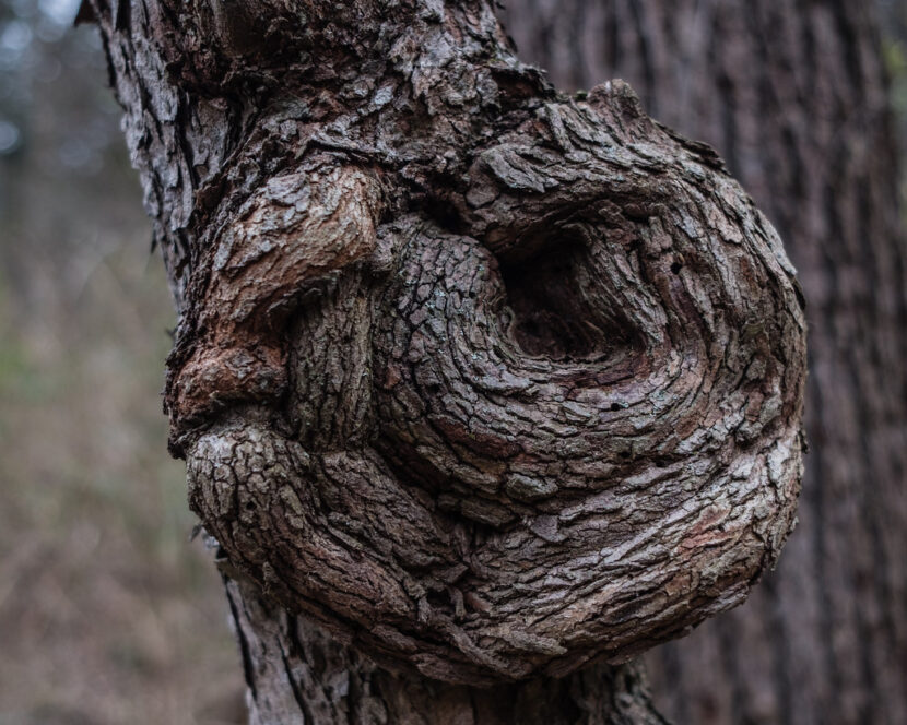 look-alikes-mistook-for-chaga-chaga-mushroom