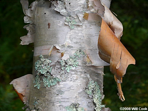 chaga heart leaved paper birch
