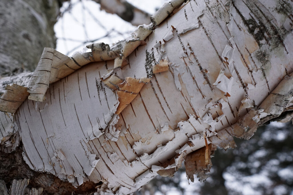 chaga paper birch