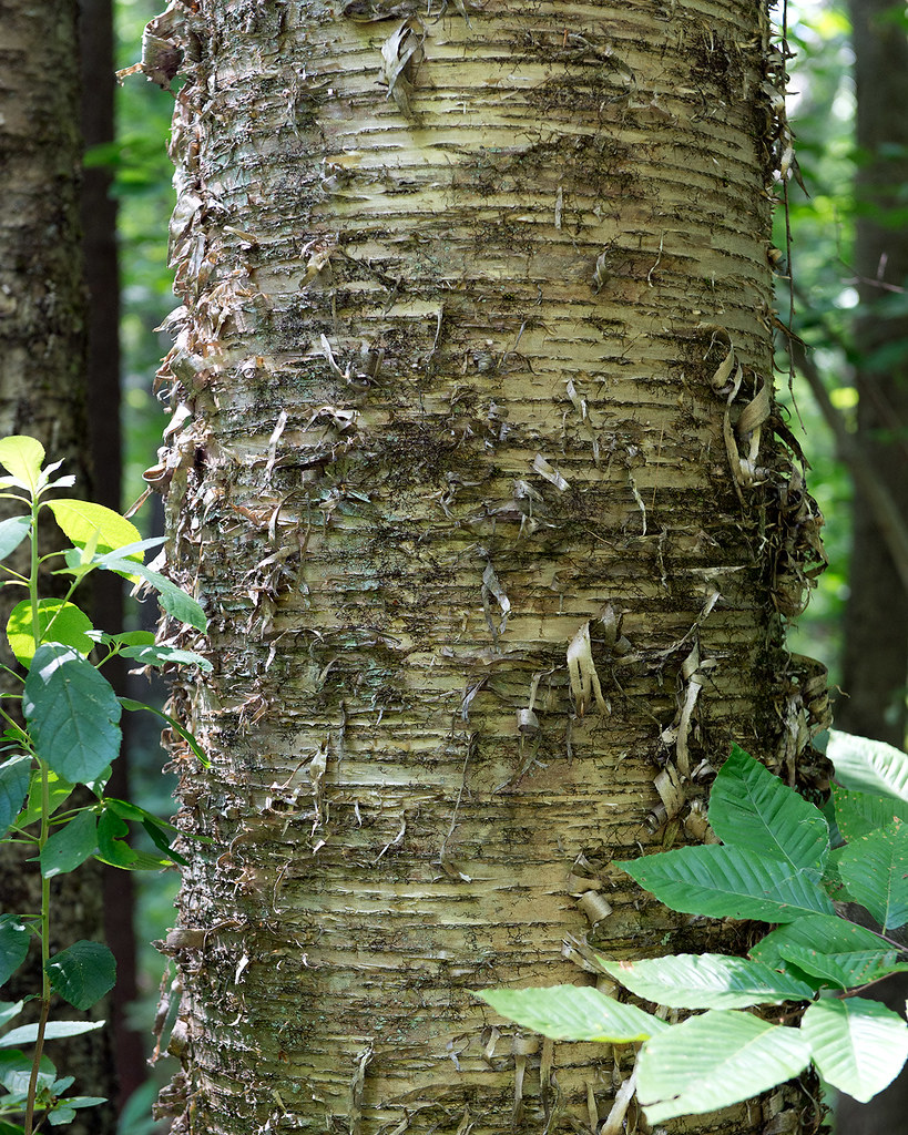 chaga yellow birch