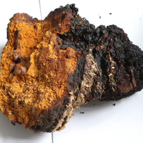 how does chaga look