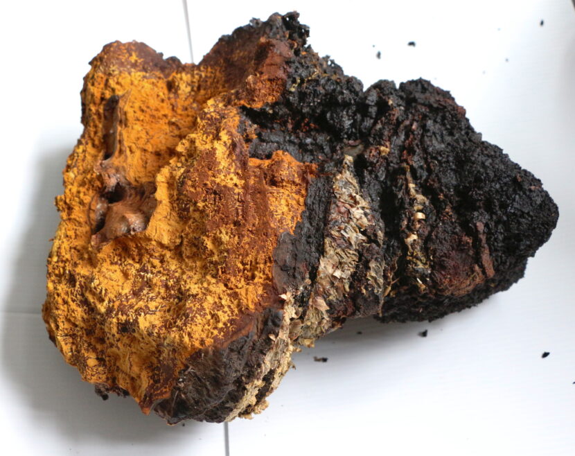 How does Chaga look like and how to recognize one in the wild? how does chaga look