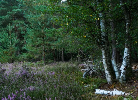 find chaga in the woods