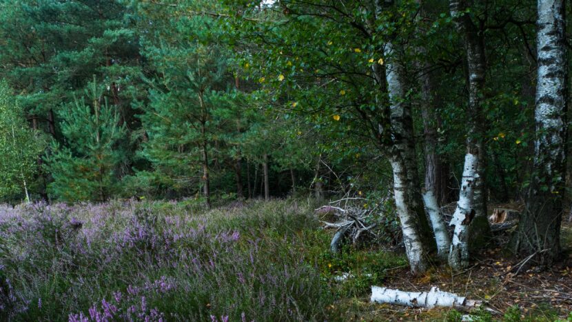 Where to find Chaga in the woods? find chaga in the woods