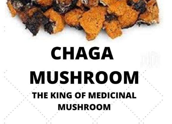 Book review | "Chaga Mushroom" chaga mushroom henry donald