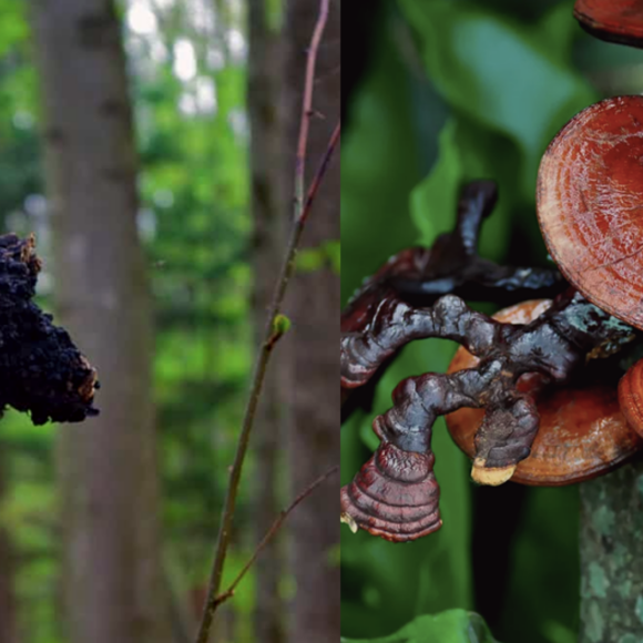 chaga mushroom vs reishi mushroom