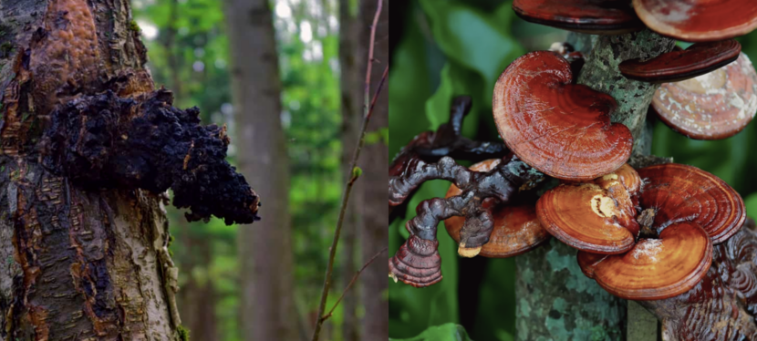 Chaga vs Reishi chaga mushroom vs reishi mushroom