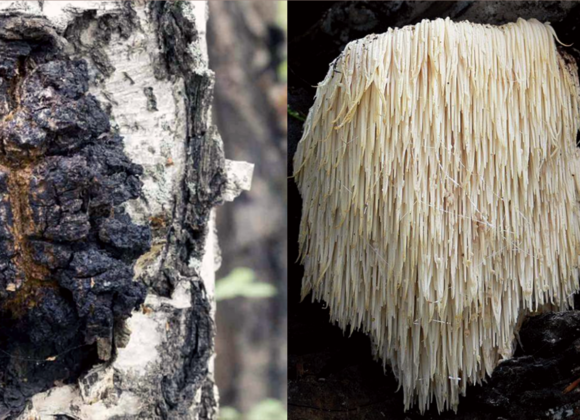 Chaga vs Lions Mane chaga vs lions mane