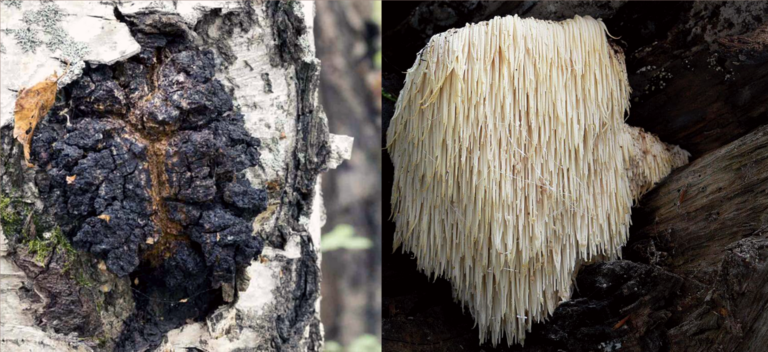 chaga vs lions mane