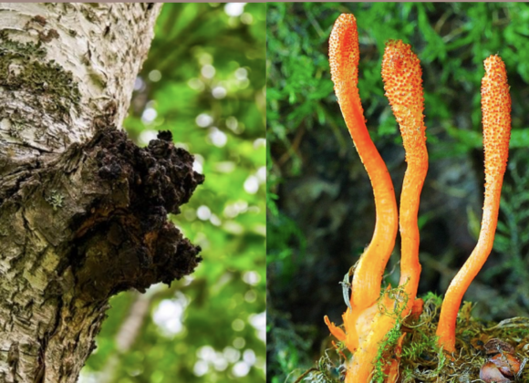 Chaga vs Cordyceps Chaga vs Cordyceps