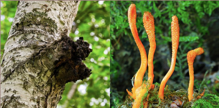 Chaga vs Cordyceps