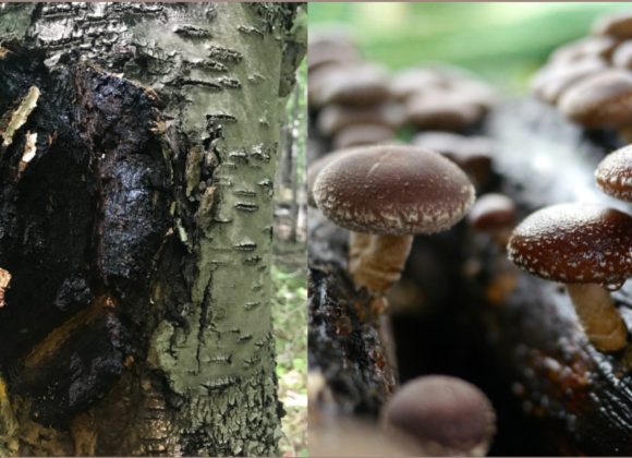 Chaga vs Shiitake chaga vs shiitake