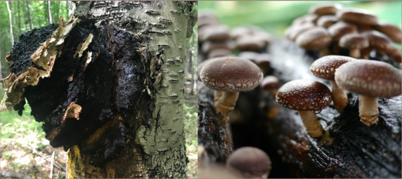 Chaga vs Shiitake chaga vs shiitake