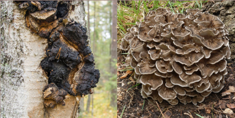 chaga vs maitake