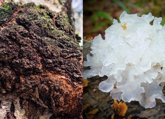 chaga vs tremella