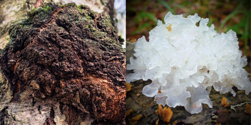 chaga vs tremella