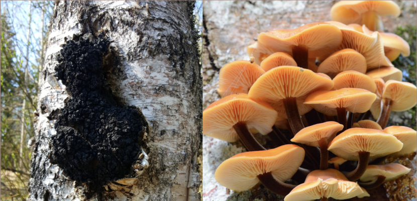 Chaga vs Enoki Mushroom chaga vs enoki